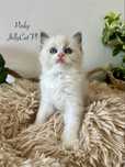 Ragdoll kotka Pinky, rodowod FPL.