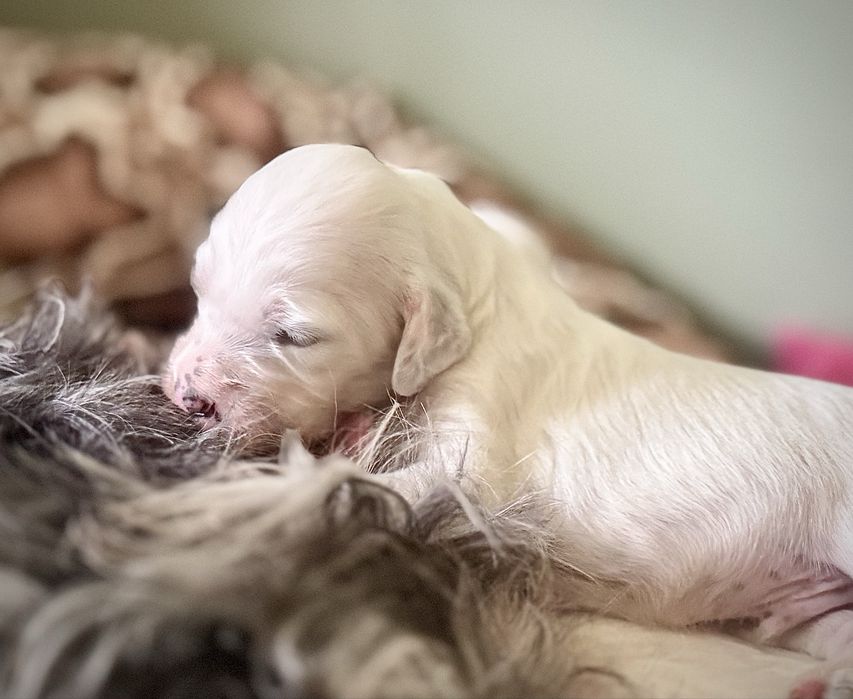 Seter angielski. Szczeniak