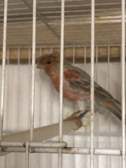 Casais de canarios variadade de raca cores com e sem poupa