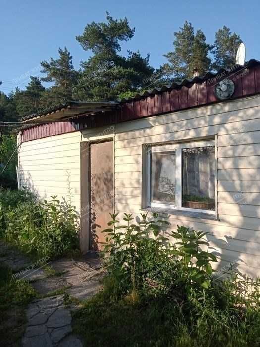 Будинок у Головачі біля соснового лісу