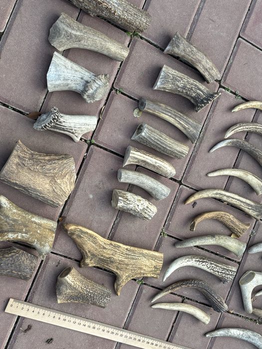 Заготовки рог для поделок