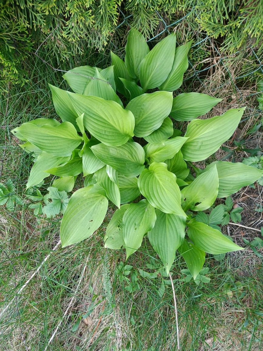 Funkia hosta zielona