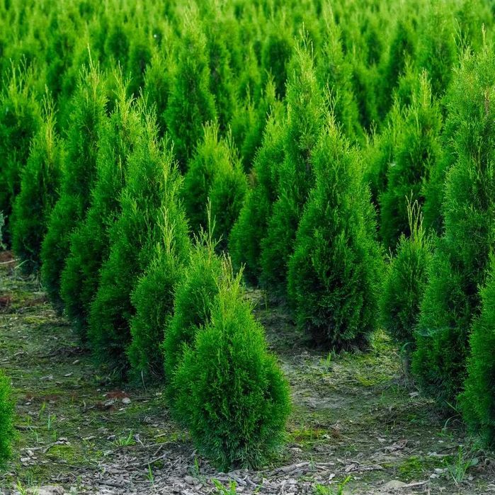 Tuja Thuje Szmaragd smaragd Thuja