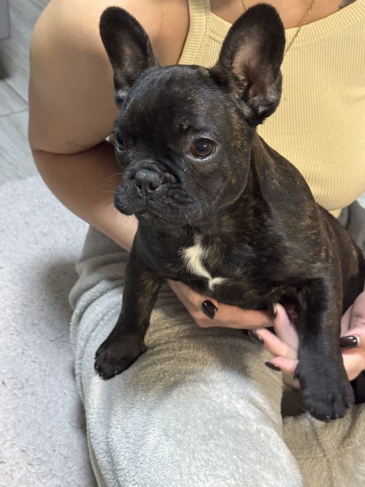 Продам щенка французького бульдога