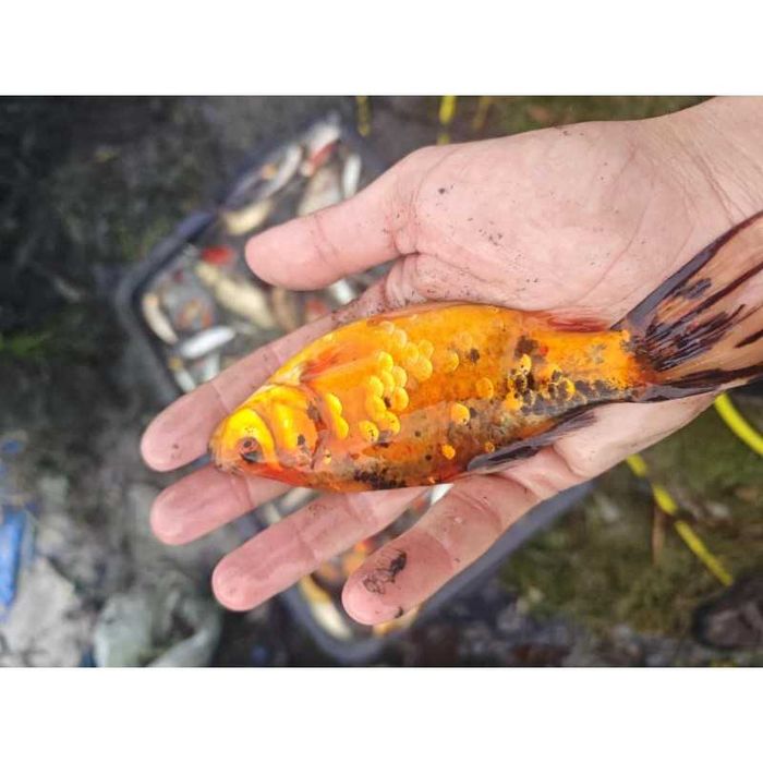 Szubunkin tarlak karaś 15-20 cm unikat RAKIETA, WELON.