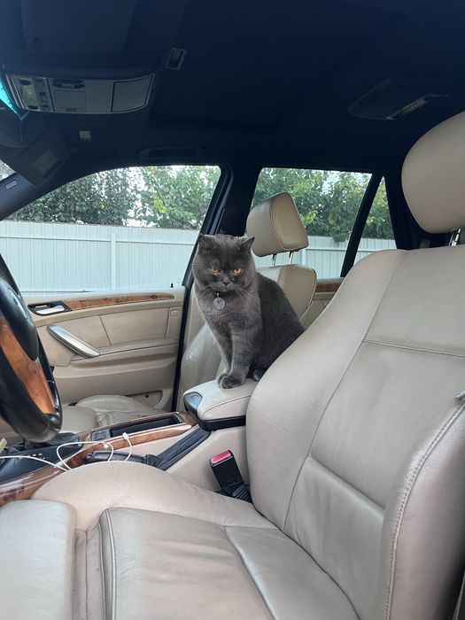 Зник кіт Адольф, пропал кот