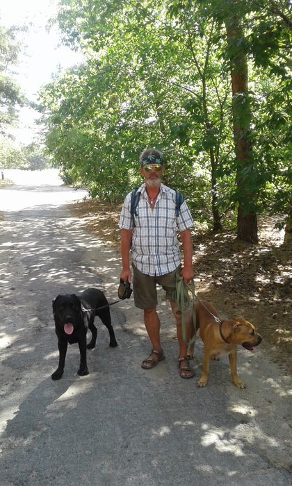 Передержка собак.