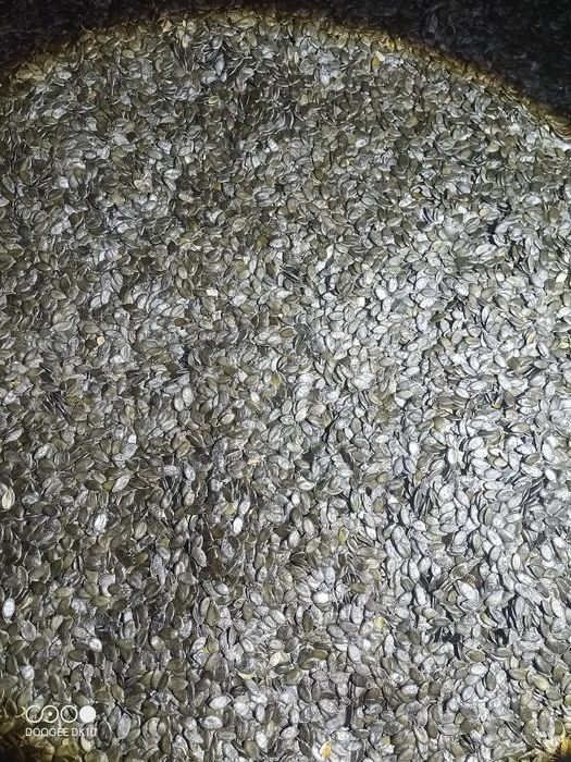 Насіння гарбуза голонасінного!