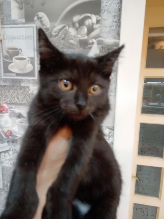 Віддам в хороші руки