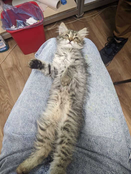 Віддам кошеня дівчинку безкоштовно