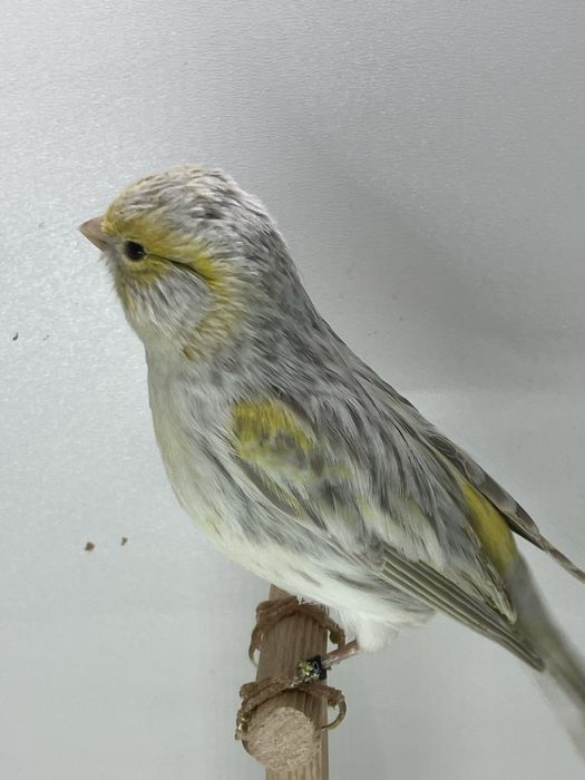 Kanarek Isabel żółty Mozaika Opalowa