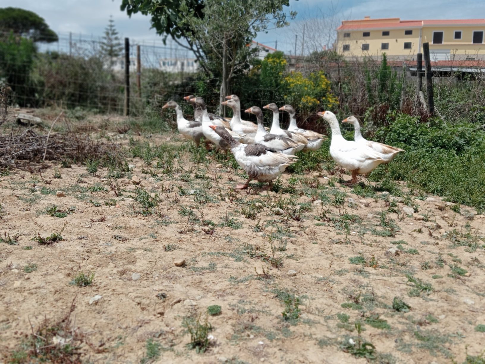 Gansos toulouses