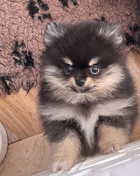 Gotowa do odbioru-Szpic miniaturowy,pomeranian,Cudowna laleczka
