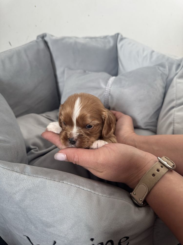 Mario cavalier King charles spaniel ruby