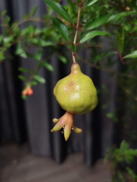 Гранат комнатный карликовый Нана