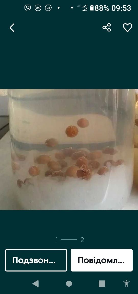 Индийский морской рис рисовий гриб