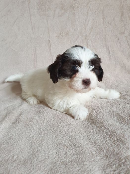 Hawańczyk suczka biało-czekoladowa