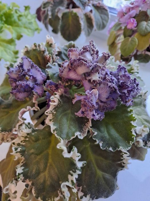 Фіалка ЛЕ-Седой граф, optimara No name, НК-Біла камелія