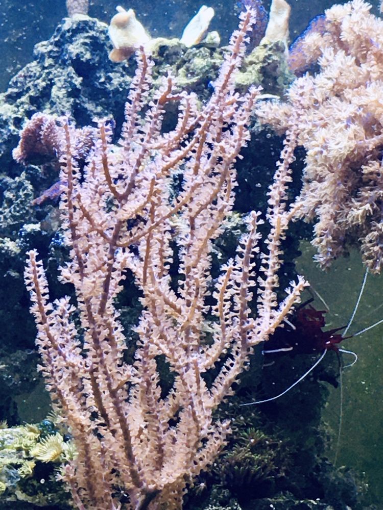Akwarium morskie | Koralowiec Pseudogorgonia | gorgonia