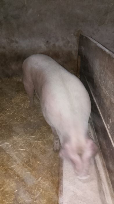 Sprzedam świnie!