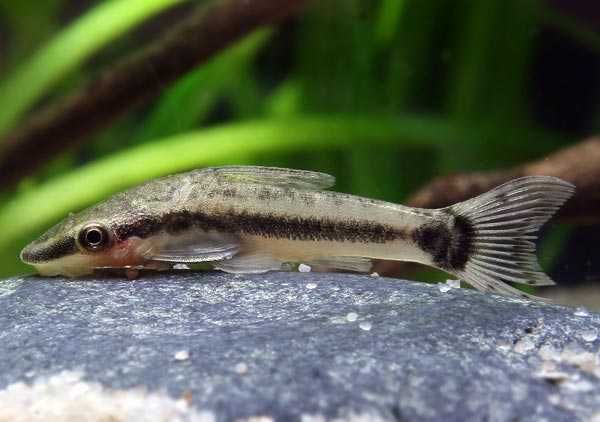 MISIEKZOO Na glony - Otosek Przyujściowy