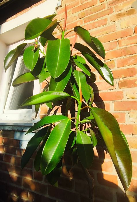 Фікус дерево 1,65 м вазон Еластика декора зелень фикус