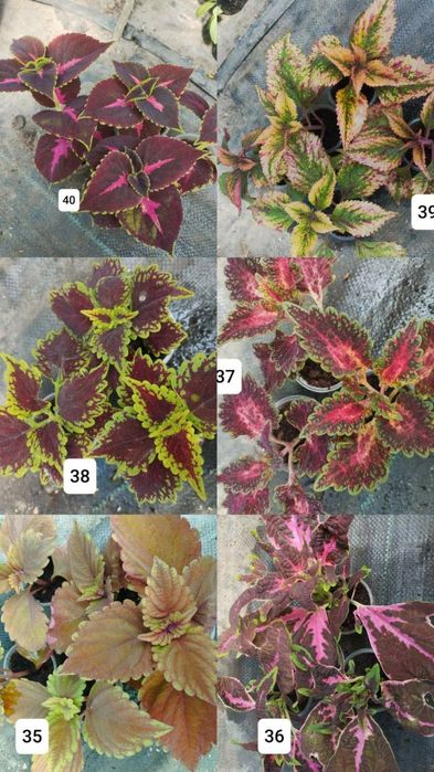 Продам колеуси різних сортів