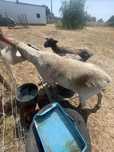 Vendo carneiro e borrega