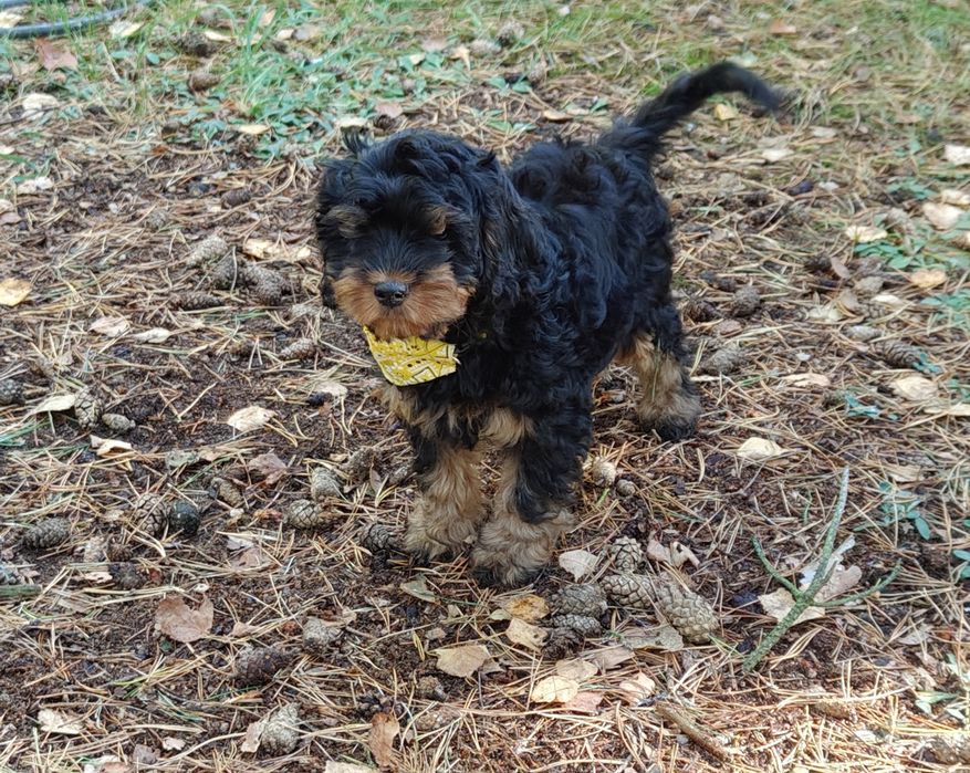 Cavapoo czarny podpalany - Gofer
