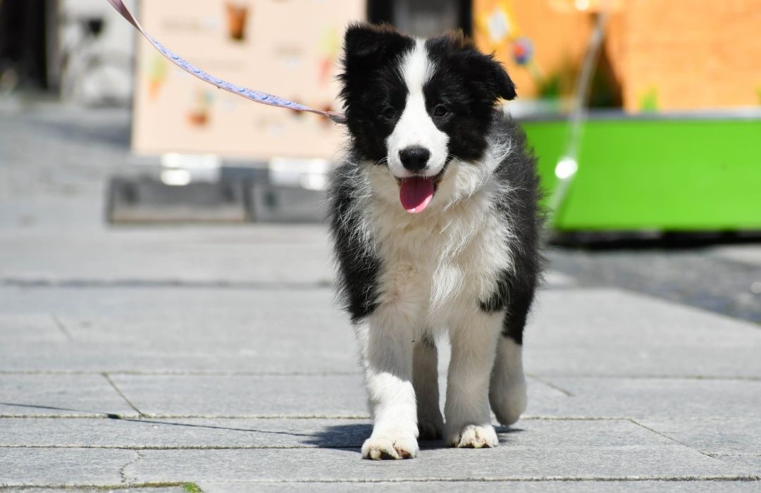 Cudowny piesek Border Collie ZKwP FCI