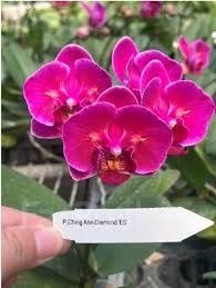 Орхидея Ching Ann Diamond бабочка
