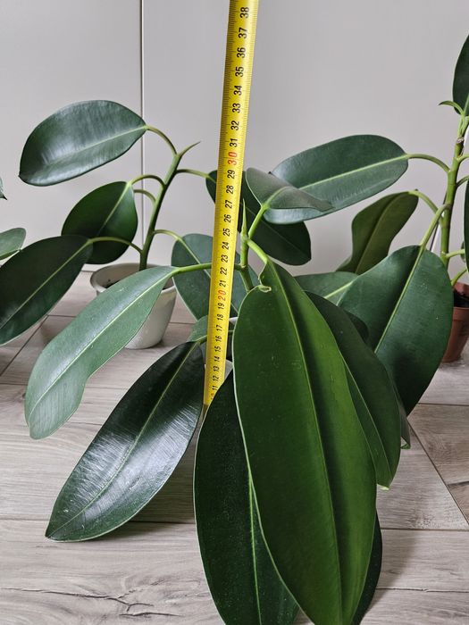 Фікус з великим листям. Саджанець посаджений у вересні 2025р