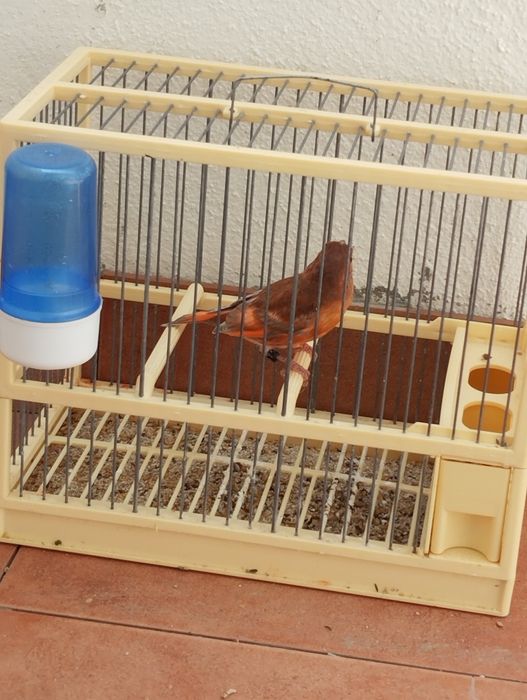 Troco híbridos de Cardinalito jaspes por pintassilgos