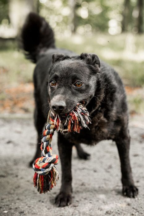 Falko - energiczny i wesoły psiak do adopcji