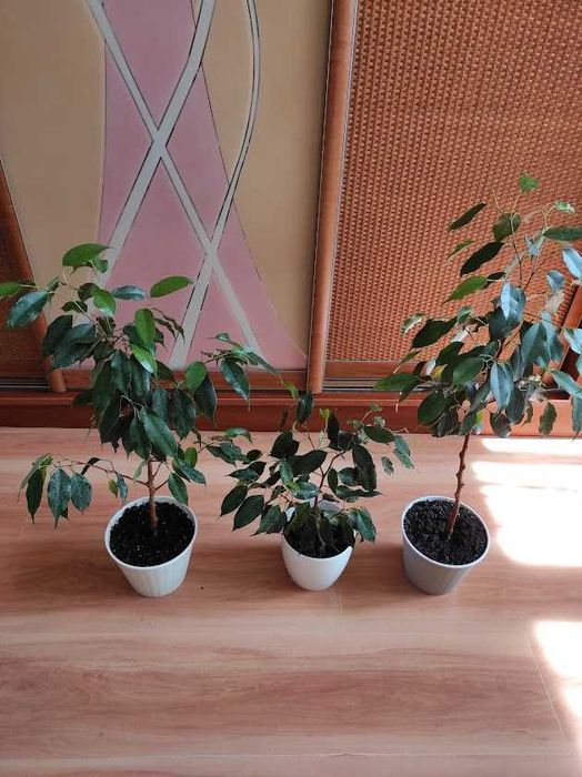 Фикус Даниэль деревце домашнее 76 см