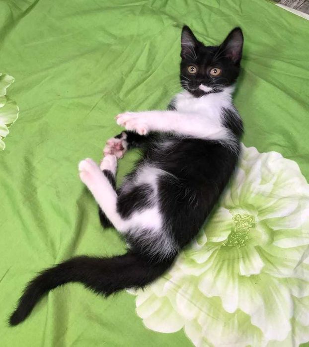 Кошенятко Марсі  ручна, добра, грайлива дівчинка, їй 3,5 місяці.