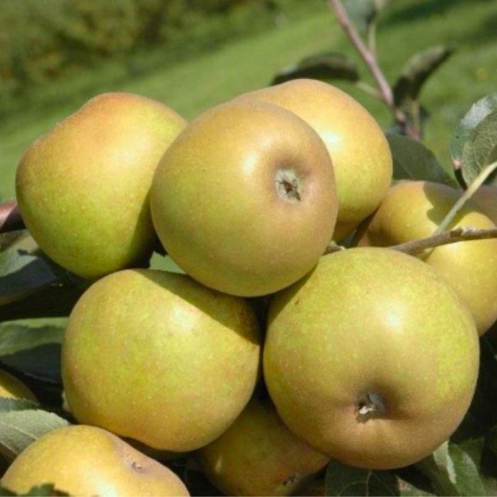 Jabłka szara reneta