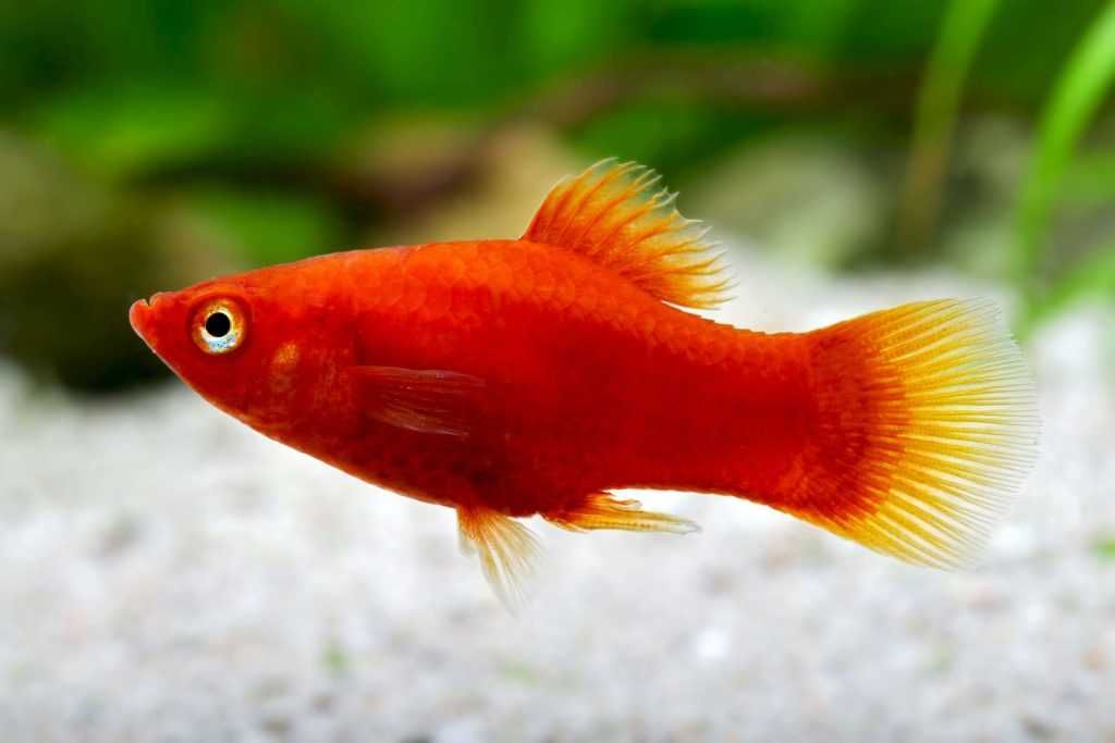Platys varios tamahos