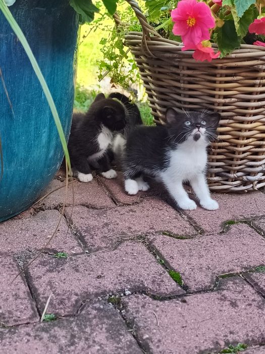 Kotki do adopcji