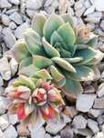 Suculentas varias