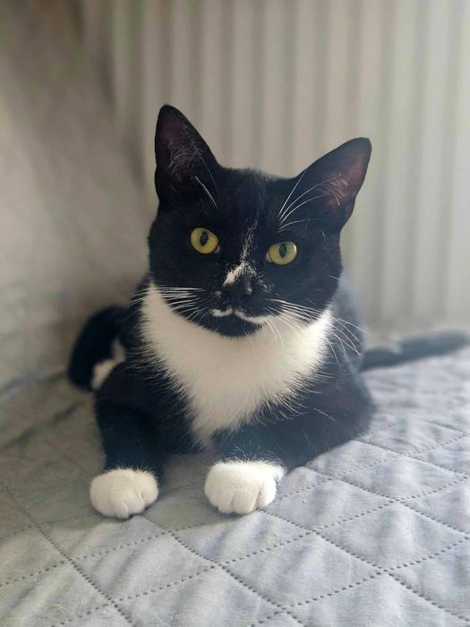 Kocie dzieci szukają domu