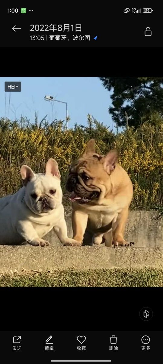 bulldog tigrado macho
