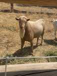 Vendo cabras anãs- machos mochos