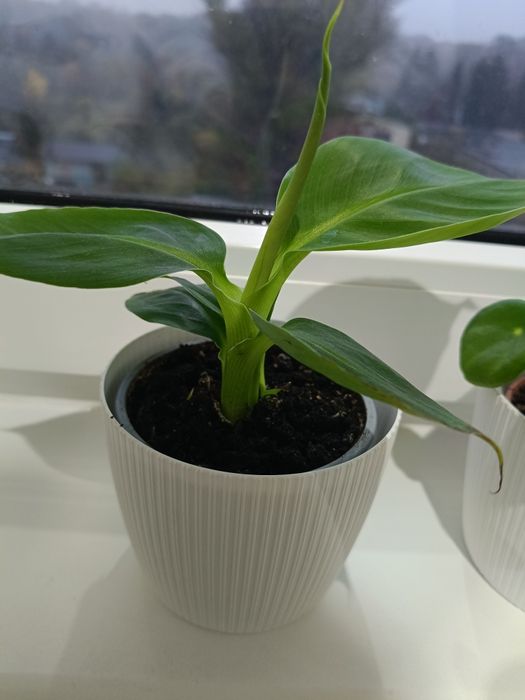 Kwiaty doniczkowe zestaw pieniążek i bananowiec