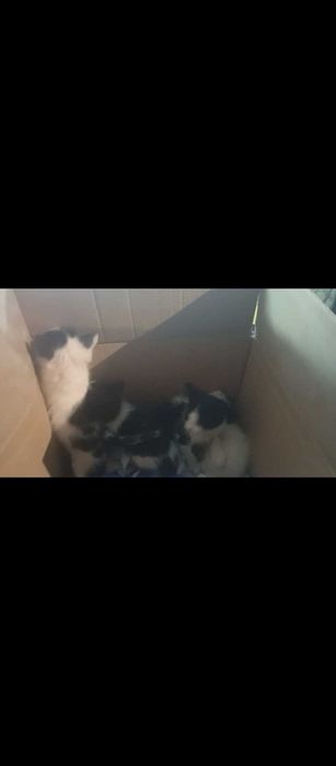 Gatinhos bebés para doar - Margem sul