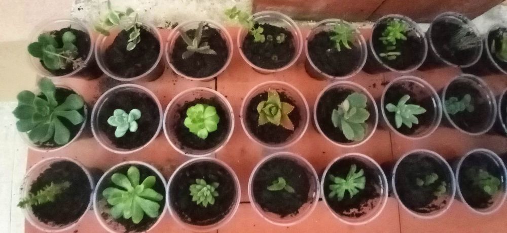 Suculentas em vaso 4