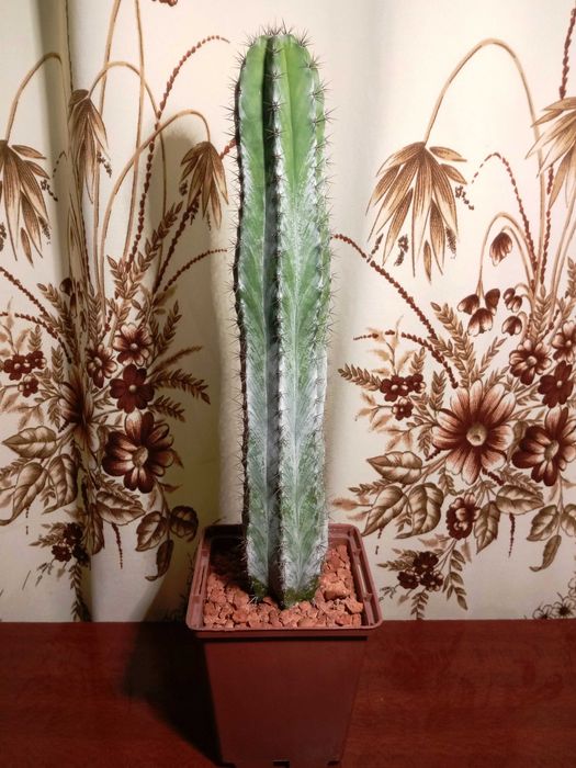 Кактус Полаския Чичипе (Polaskia chichipe)