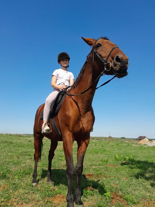 Sprzedam klacz łagodna spokojna