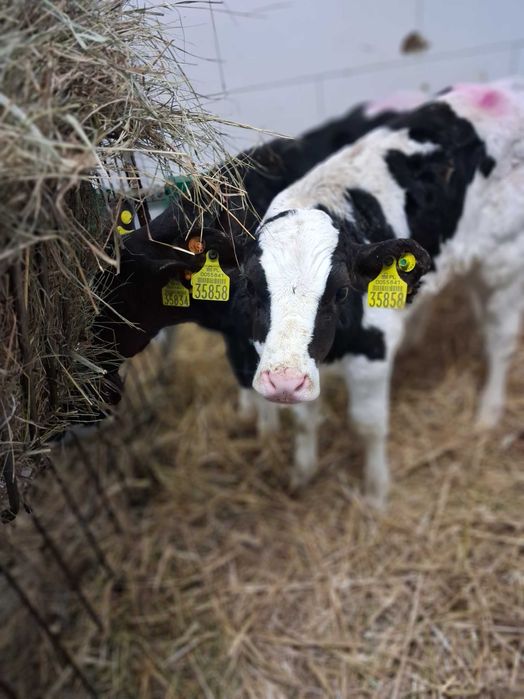 cielaki cielęta byczki polskie