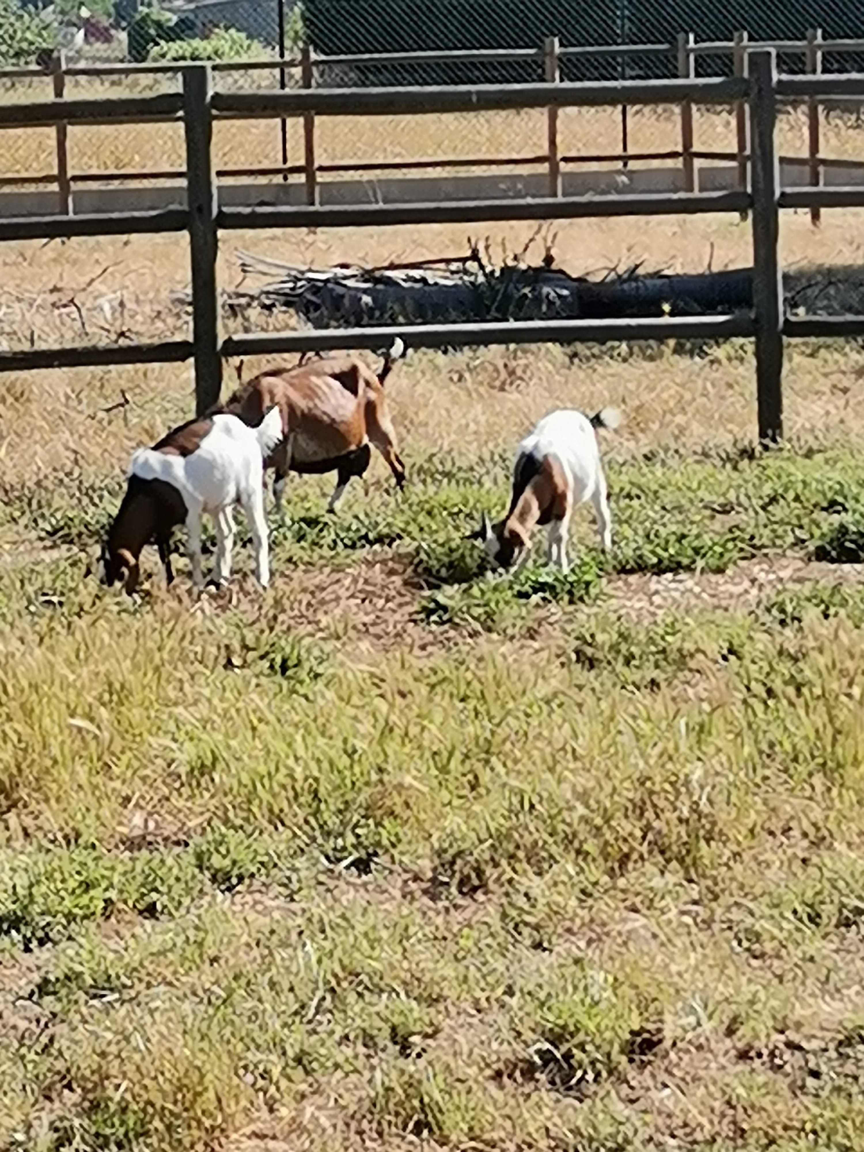 Cabritos E cabras anãs nascidos em Fevereiro.